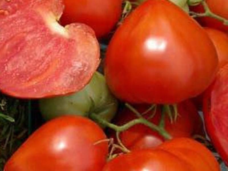 Томат утренняя роса: характеристика и описание сорта, отзывы тех кто сажал помидоры об их урожайности, видео и фото куста