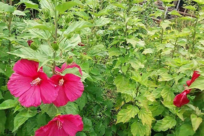 Цветок гибискус садовый: описание, посадка и уход в открытом грунте, сорта, размножение, приметы