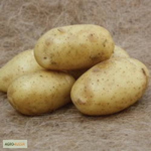 ᐉ сорт картофеля «фелокс» – описание и фото - roza-zanoza.ru
