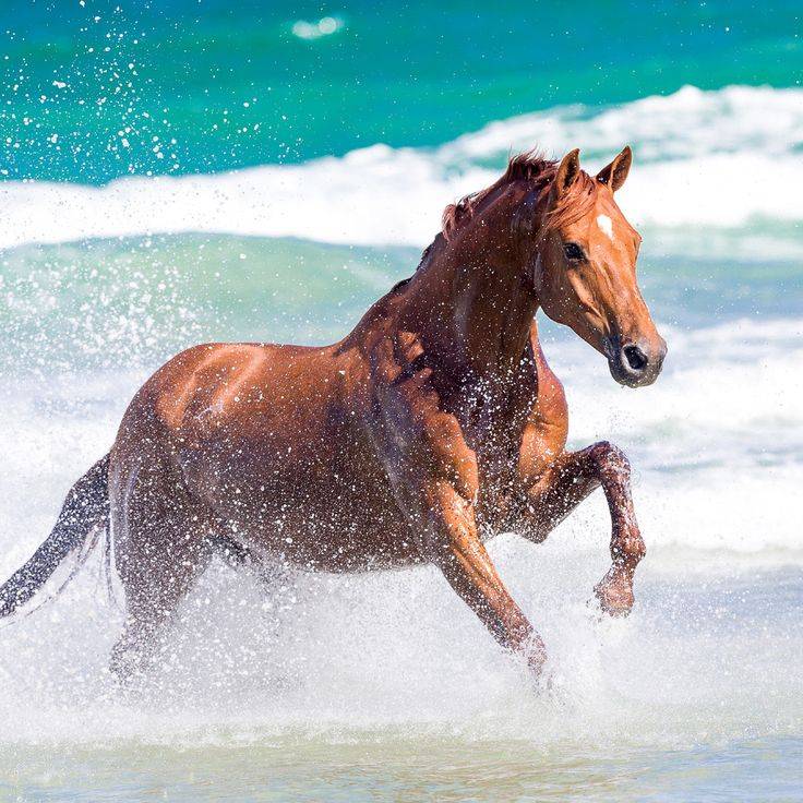 Умеют ли плавать лошади, купание, переправа с конем