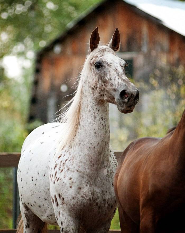 Самые красивые лошади в мире, редкие и необычные масти