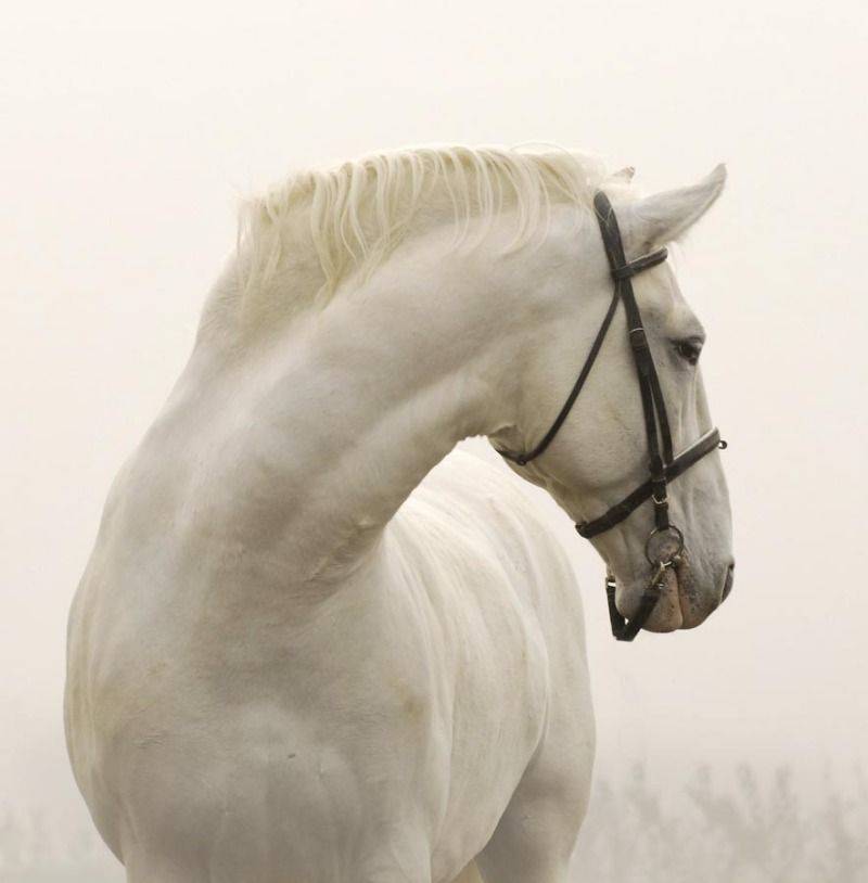 Цыганская упряжная лошадь (тинкер): описание, характеристики, уход, содержание и назначение