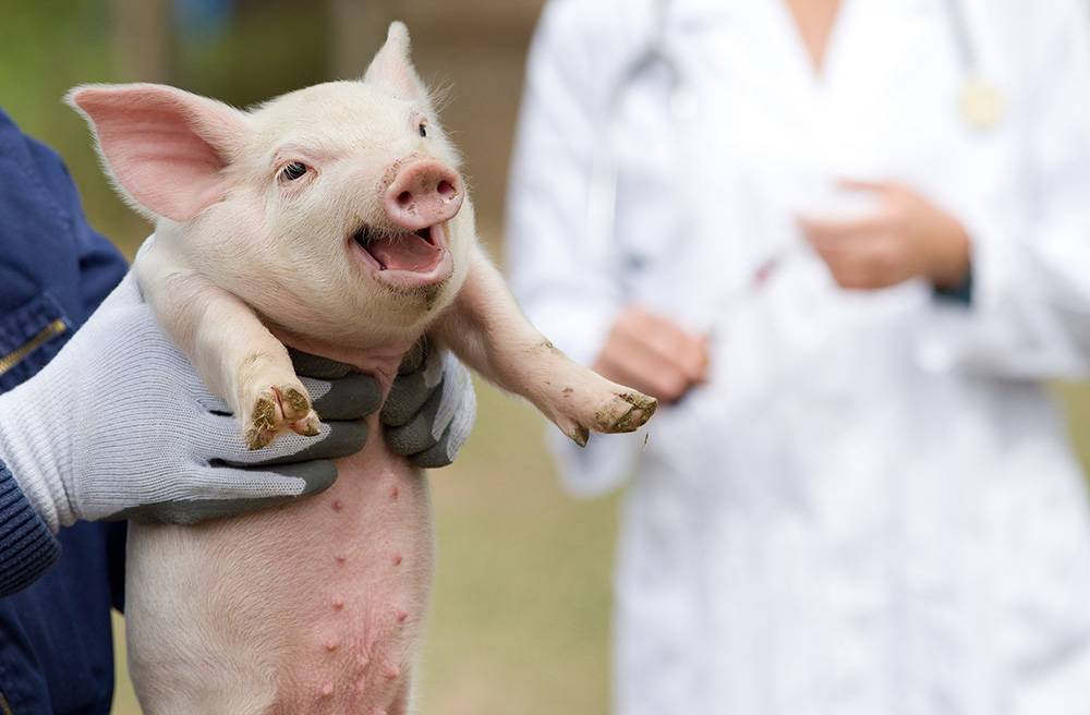 Отёчная болезнь поросят - болезни свиней