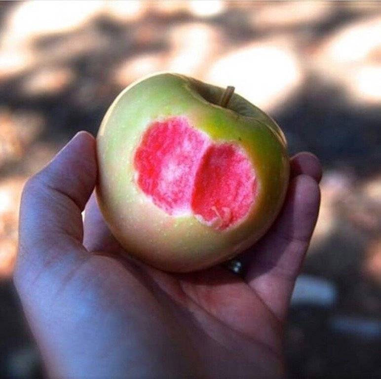 Сорт яблок с розовой мякотью - дневник садовода parnikisemena.ru