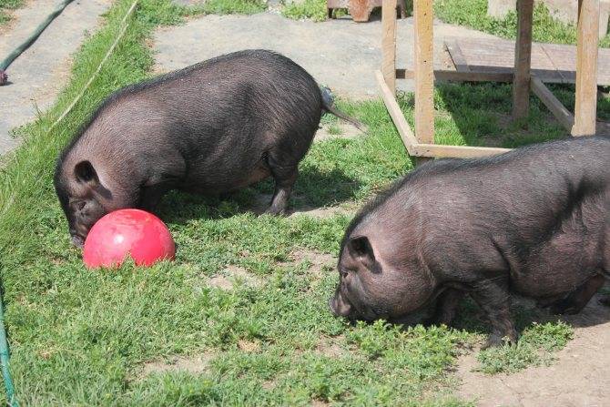 Опорос вьетнамских свиней в первый раз: как протекает?