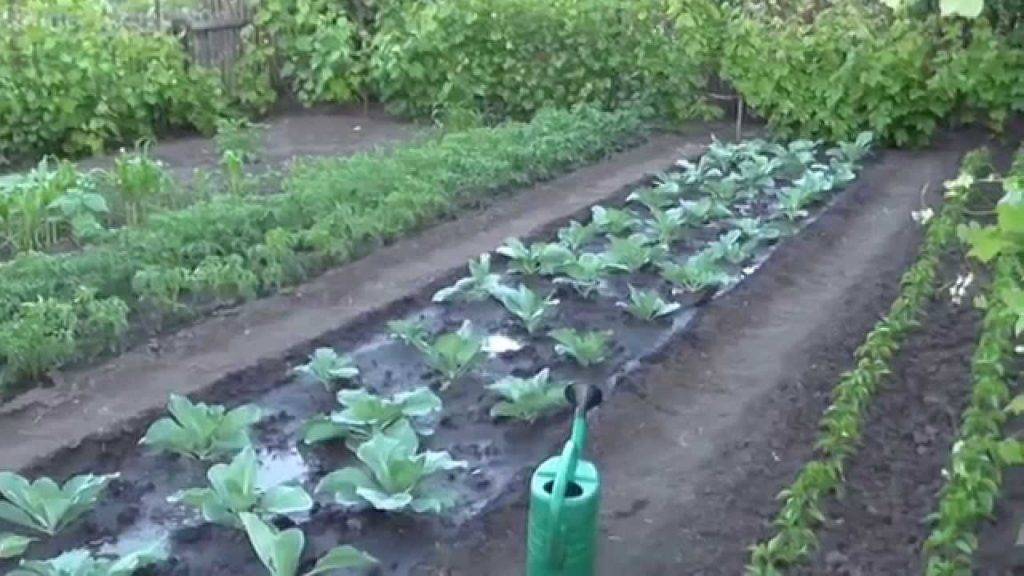 Правильный полив капусты – от рассады до сбора урожая