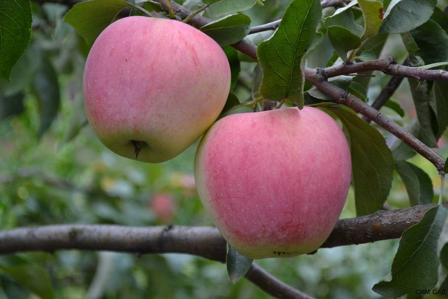 Мичуринские сорта яблок фото с описанием