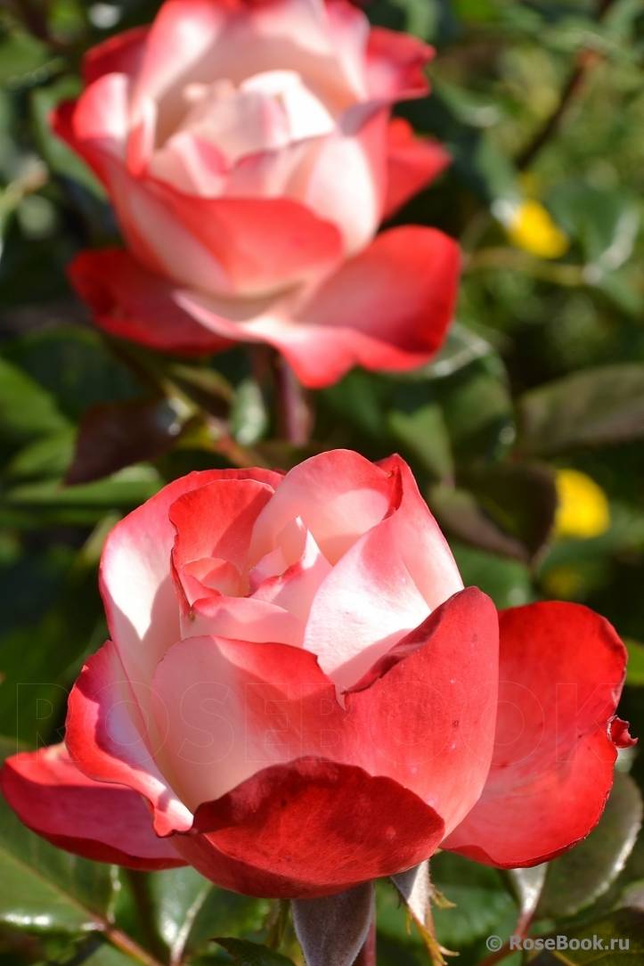Чайно-гибридная роза «ностальжи» (rose nostalgie): описание, применение в ландшафтном дизайне, фото