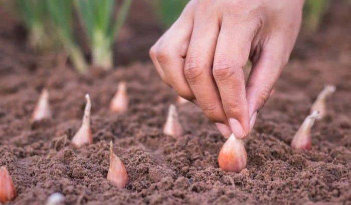 Как посадить и вырастить лук-севок своими руками: советы опытных огородников — лук как сажать и ухаживать