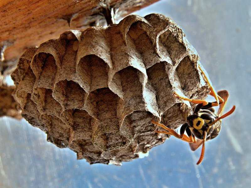Осиный мёд: как производится и существует ли осиный мёд