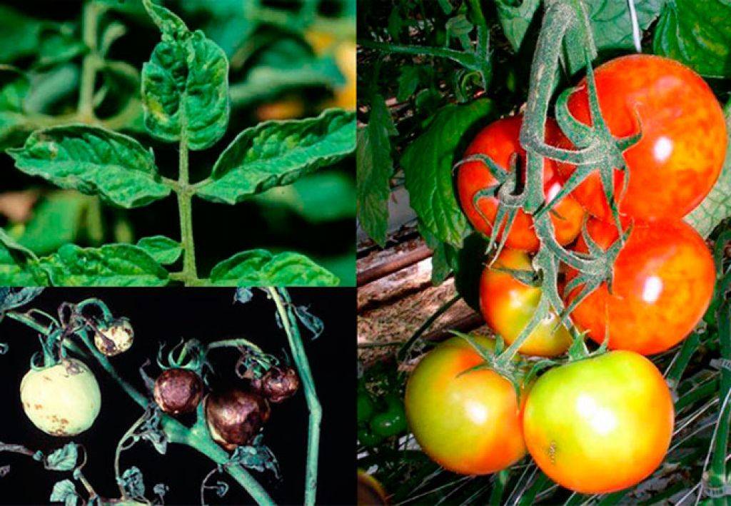 Болезни томатов в теплице: грибки, вирусы, бактерии, вредители