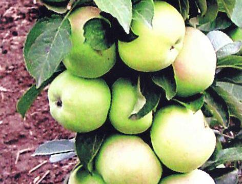 Колоновидная яблоня президент: вкусное украшение сада