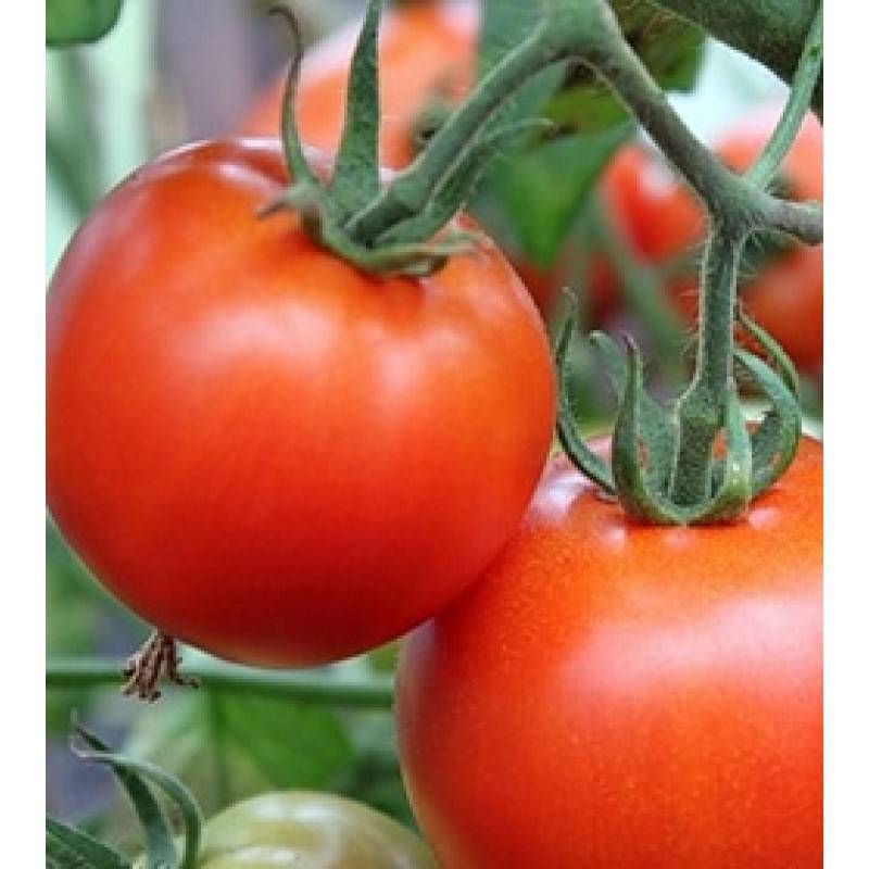Томат полбиг f1: описание и характеристика сорта, особенности выращивания, отзывы, фото