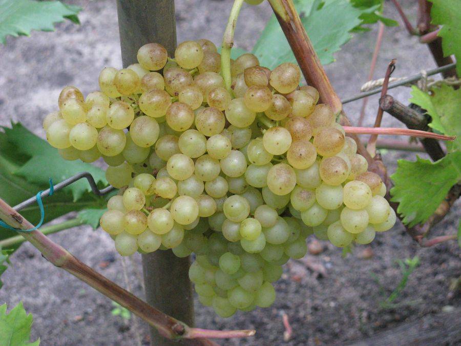Всё о винограде «кишмиш 342» или «венгерский» от описания и характеристики сорта до фото и отзывов о нём