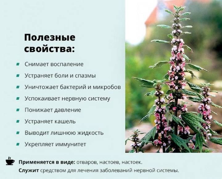 Пустырник трава: лечебные свойства и противопоказания, как выглядит пустырник + фото растения