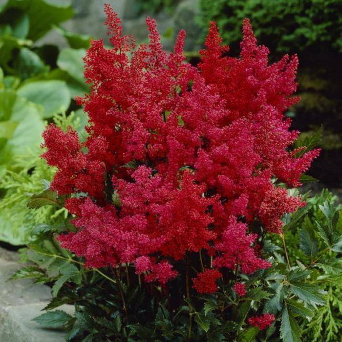 Многолетний цветок астильба — сорта, особенности выращивания и ухода