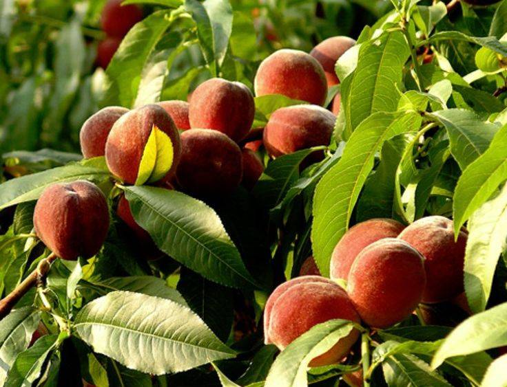 Выращивание персика из косточки в домашних условиях: пошаговая инструкция