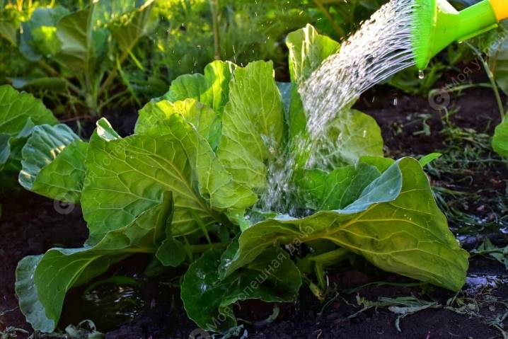 Как часто поливать капусту: способы полива в теплице и открытом грунте