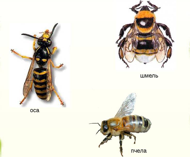 Чем отличаются укусы пчелы и осы. чем осы отличаются от пчел? как отличить пчелу от осы