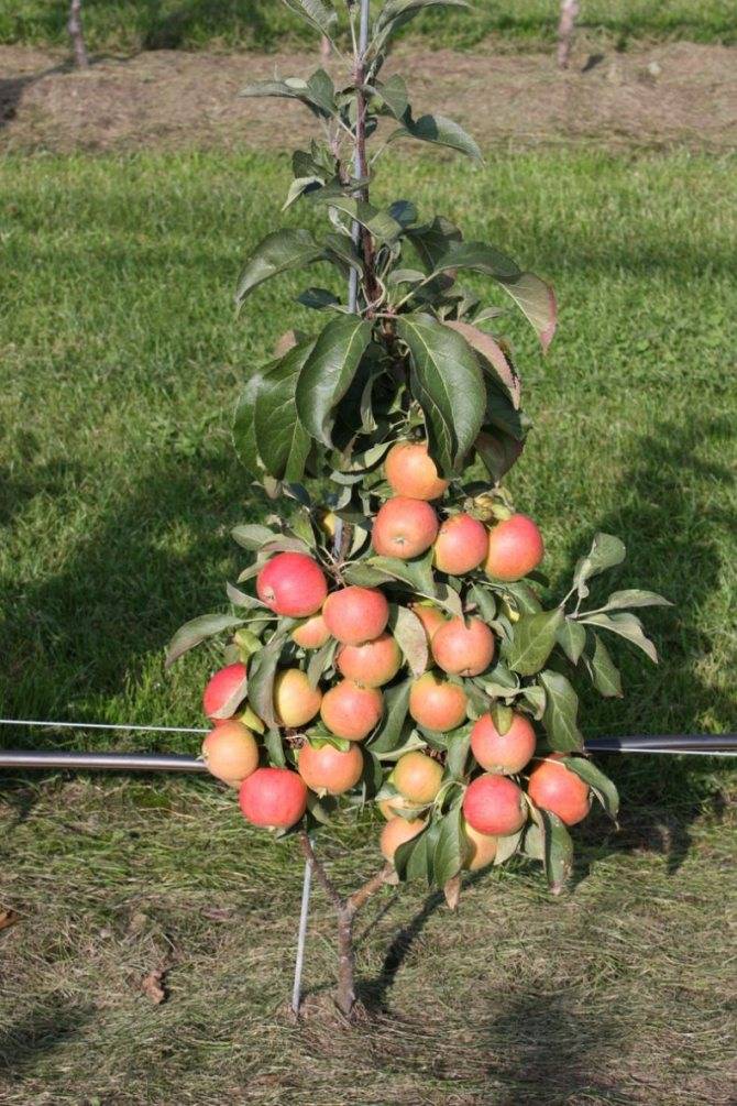 Яблони на карликовом и полукарликовом подвое. посадка карликовых и полукарликовых яблонь.