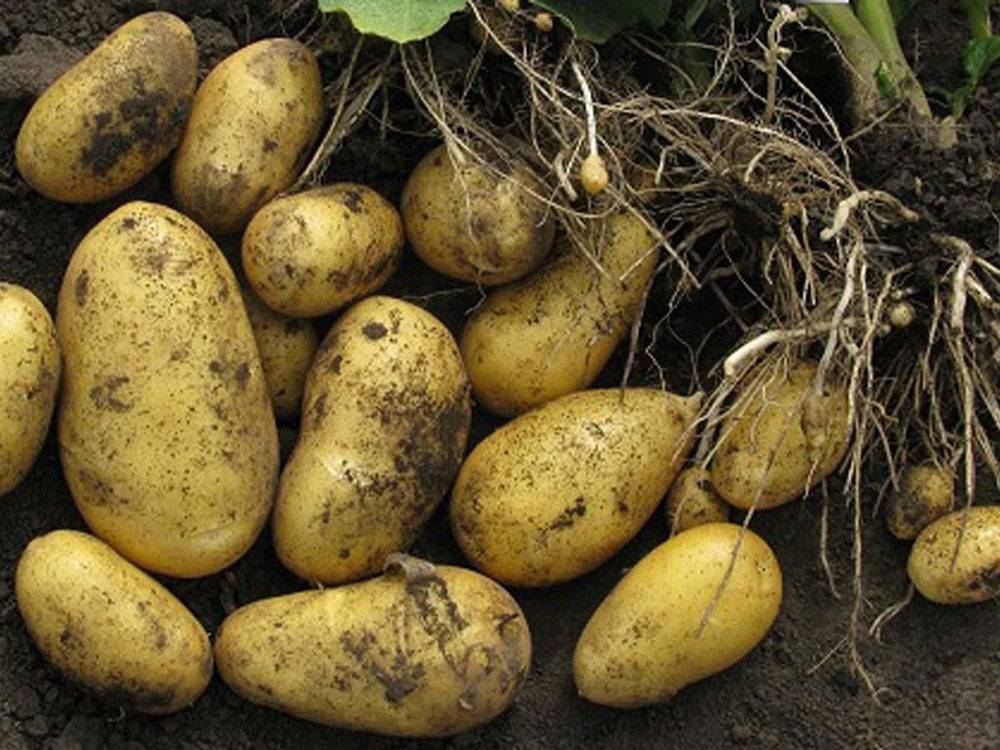 Картофель горняк: описание семенного сорта картофеля, характеристики, агротехника