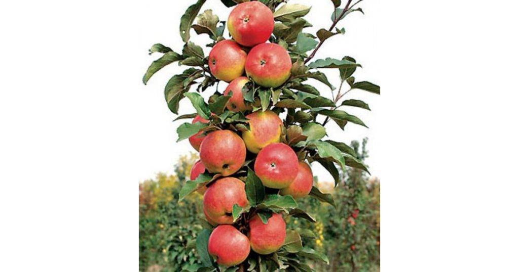 Яблоня колоновидная останкино: описание и характеристика сорта, опылители, посадка и уход