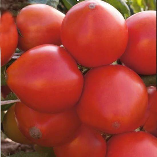 Ультраранний томат салатного назначения — капитан f1. знакомимся с описанием