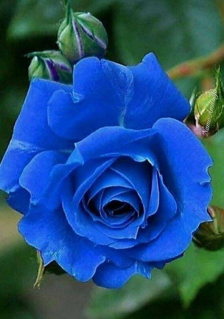 Существуют ли на самом деле голубые розы?