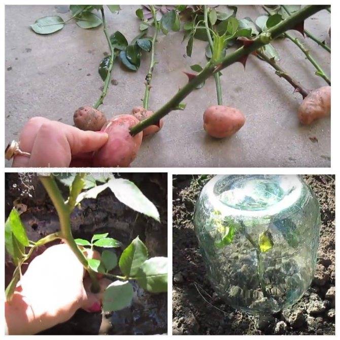 Как посадить розу черенком из букета: инструкция для начинающих - sadovnikam.ru