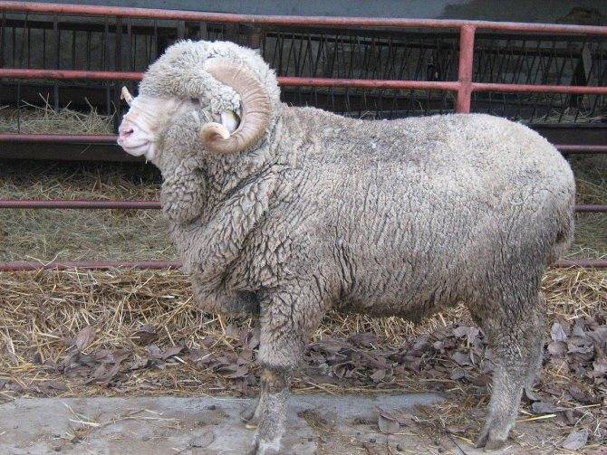 Породы овец: описание, характеристики, фото