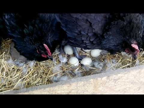 Курица садится на яйца, как отучить ее высиживать и зачем это надо
