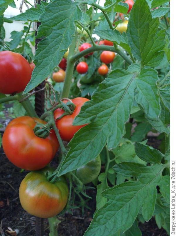 Томат толстые щечки: характеристика и описание сорта с фото и видео, урожайность помидора, отзывы тех, кто сажал овощ