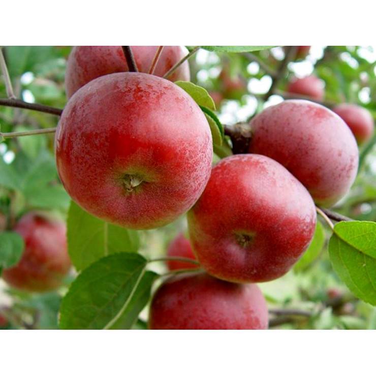 Яблоня коваленковское: позднелетний сорт со сладкими плодами