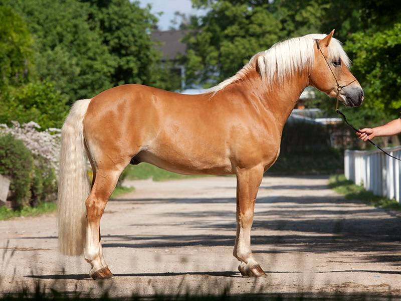 Лошадь серовато-сизой масти: описание окраса