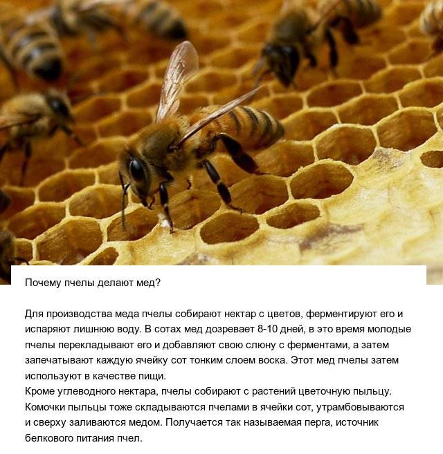 Как пчелы делают мед (описание процесса) видео