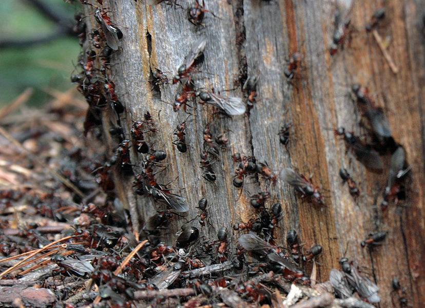 Действенные методы избавления от муравьев на смородине. как спасти смородину от муравьёв