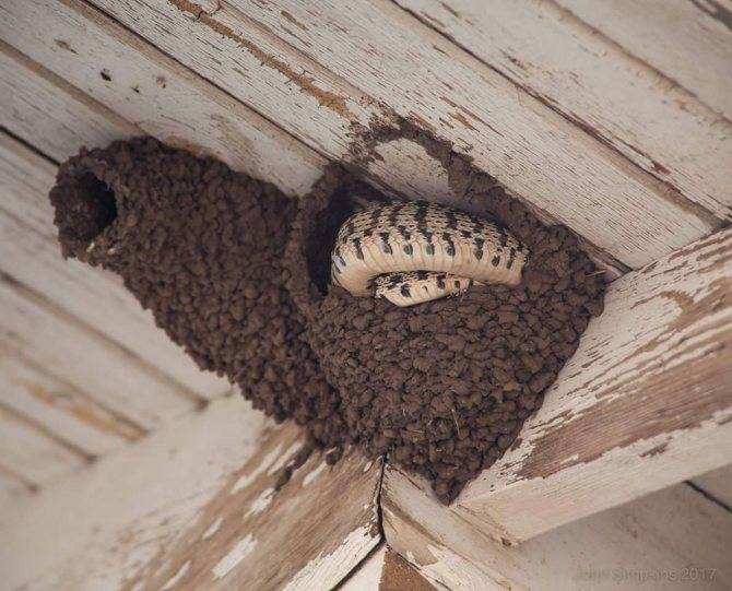 Как избавиться от шмелей в стене дома, на даче, под крышей и в земле: чего боятся насекомые