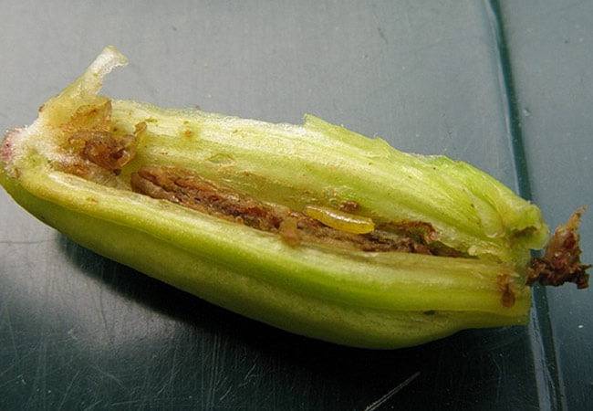 Болезни и вредители лилий — почему не цветут, борьба и лечение