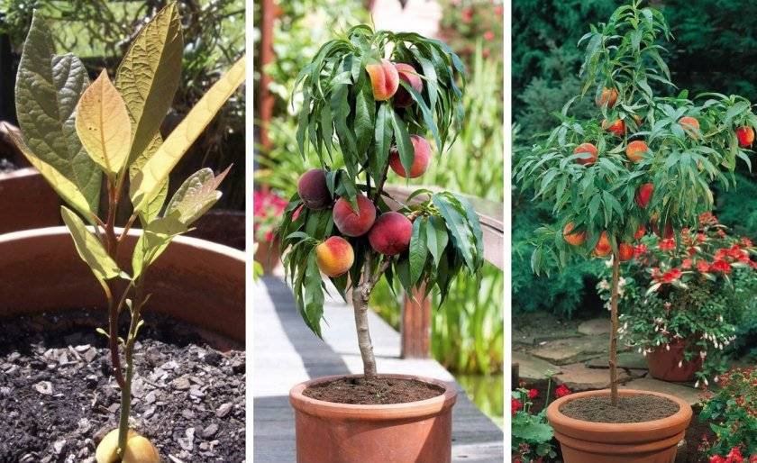Когда и как правильно посадить персик осенью и весной: сроки, схемы, уход после