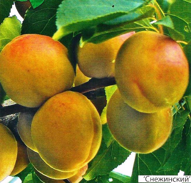 Сорт абрикоса кичигинский, описание, характеристика и отзывы
