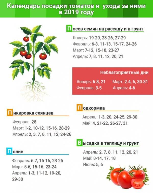 Выращивание рассады помидор на дому: когда сажать семена томатов и как их вырастить