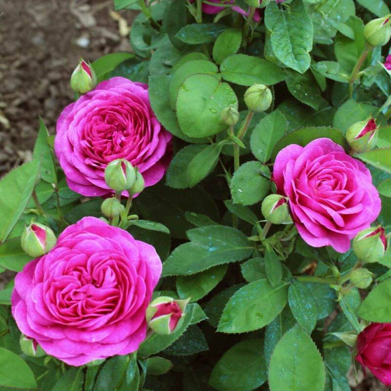 Описание и техника выращивания высокодекоративной розы хайди клум
