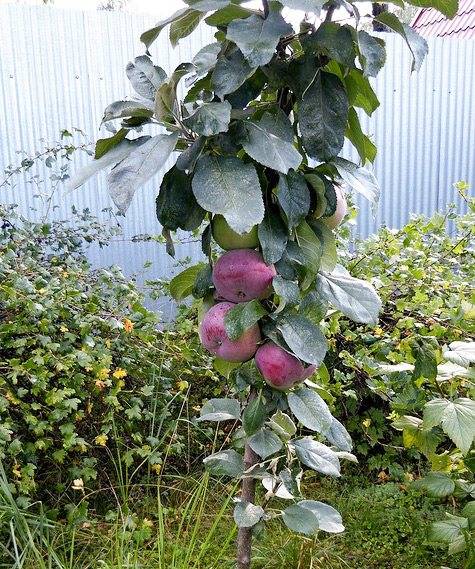Характеристика колоновидной яблони останкино