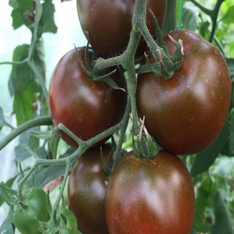 Описание сортов черных томатов: 20 лучших