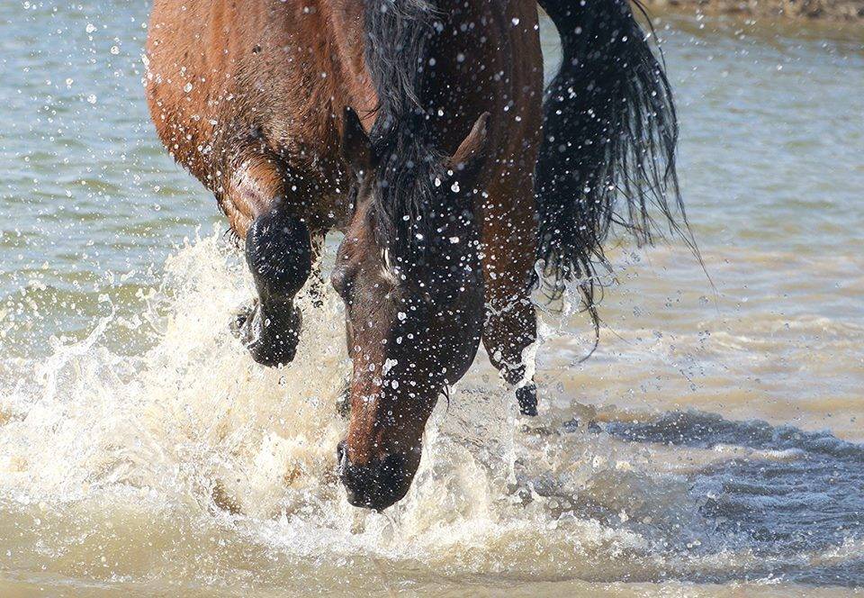 Каким образом плавают лошади