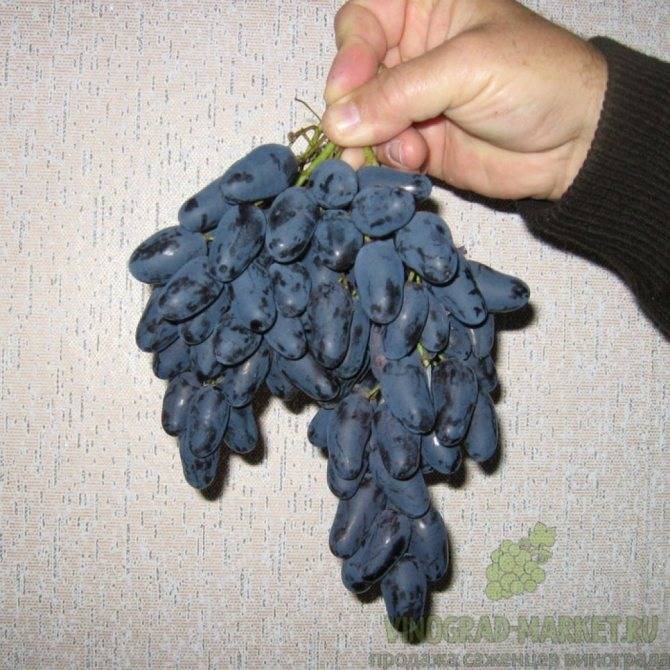 Описание сорта винограда Памяти Негруля, характеристики и рекомендации по уходу