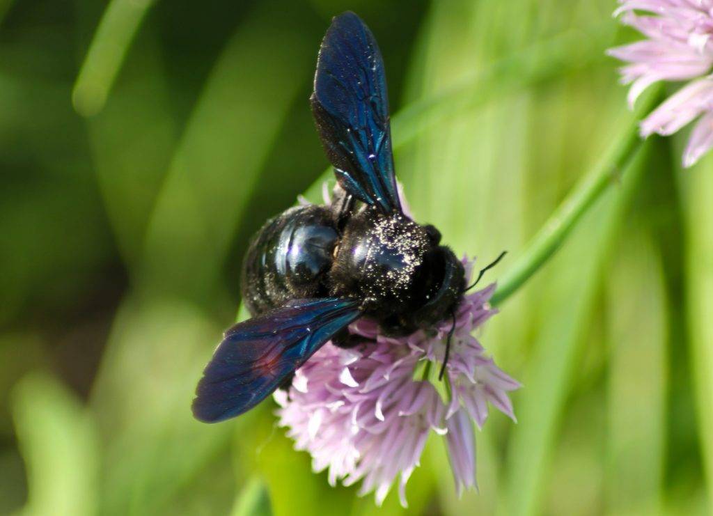 Пчела плотник: описание, образ жизни и среда обитания. особенности черной пчелы плотника