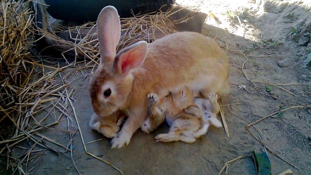 Особенности кормления крольчат