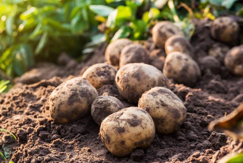 Сорт картофеля ласунок: описание, агротехника выращивания: характеристики, свойства, методы
