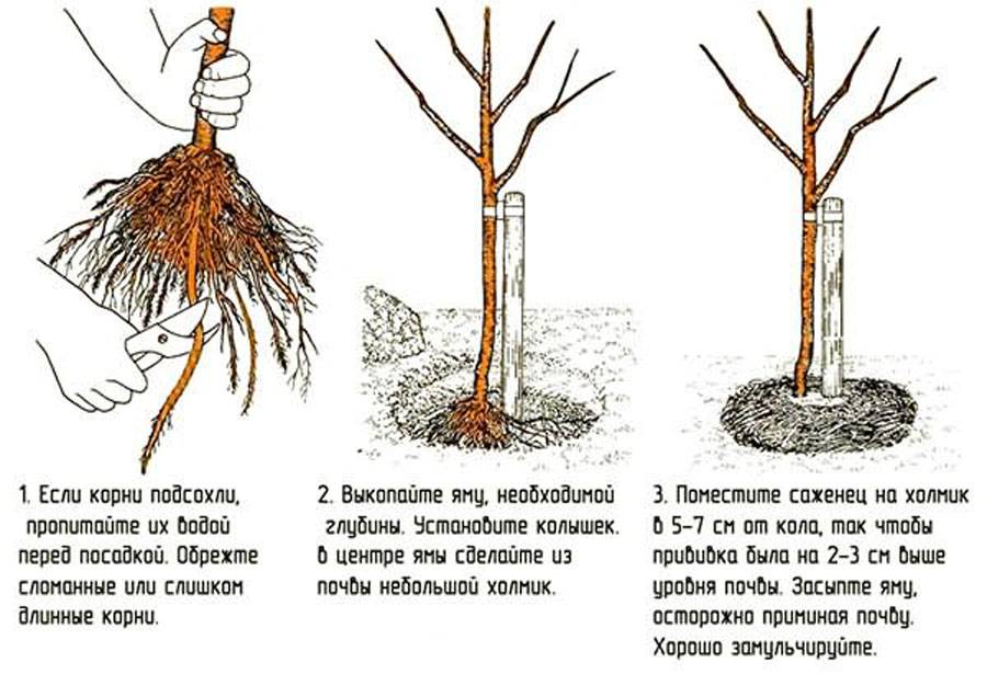 Как правильно посадить сливу весной в открытый грунт, саженцы культуры посадка